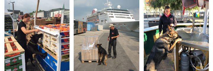 sprengstoffsuche mit Hund